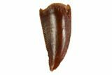 Serrated, Raptor Tooth - Real Dinosaur Tooth #144637-1